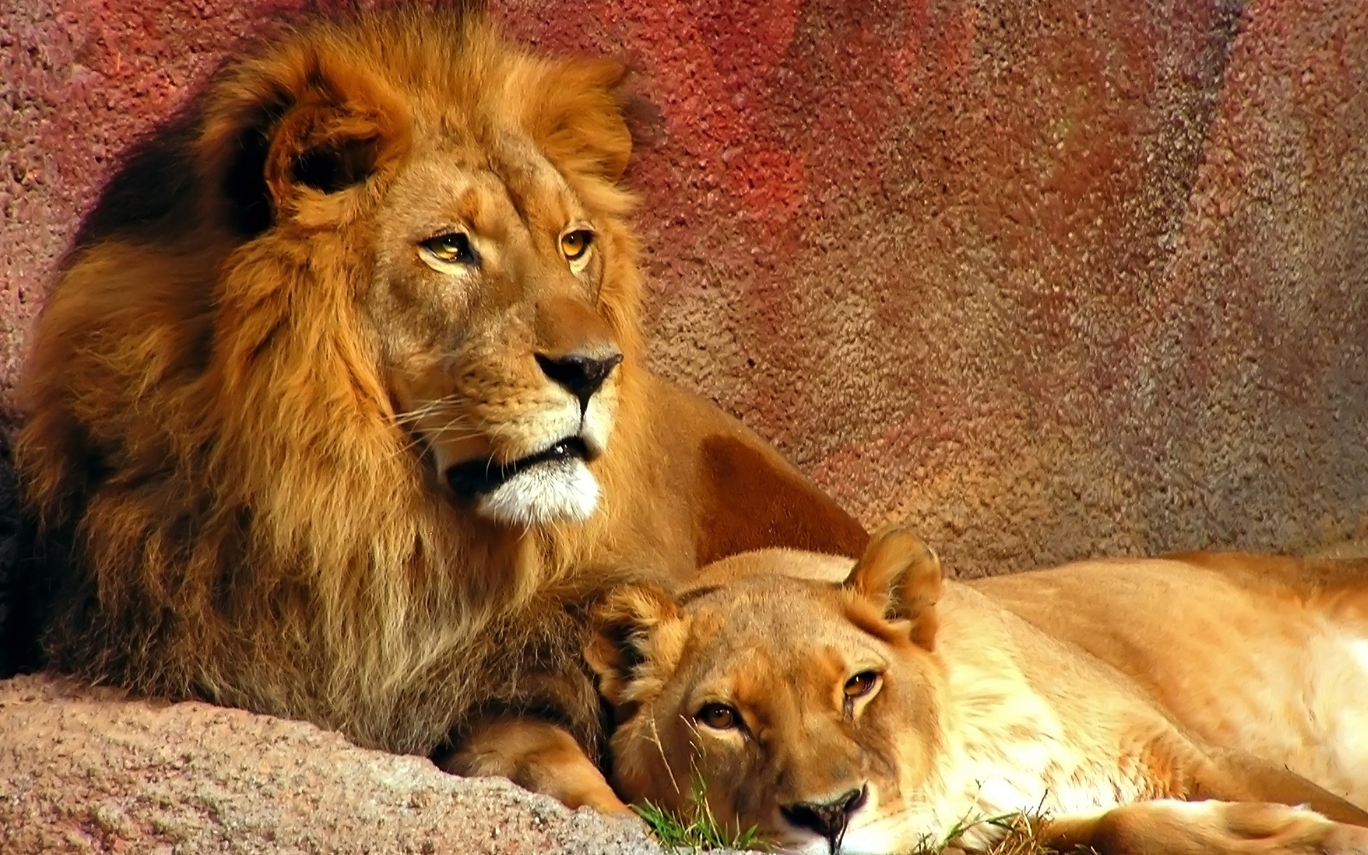 Lionne Et Lion